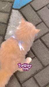 [DAISY] CATTIESFUN Kalung kucing Pita Mutiara Mini