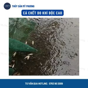 Yucca tạt saponin chống sốc nổi đầu khử khí độc Yucca Prima nguyên liệu nhập khẩu cho tôm thẻ cá lươn ếch ốc ba ba - CỬA HÀNG THỦY SẢN MỸ PHƯƠNG