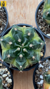 Gymnocalycium Mihanovichii. ID: Phantom Marble / Gymnocalycium Variegated / Cactus Succulents