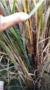 Thiamethoxam 30SC 100g Systemic Insecticide & Miticide for Rice: Controls Aphids Planthoppers & Plant Pests