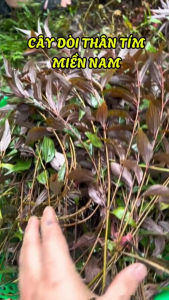 Cây Dòi Thân Tím Thuốc Dòi (Bọ Mắm) Loại 1 (Khô Sạch Thơm) - Trừ Ho Giảm Đau Họng Nước Mát