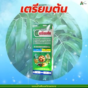 เตรียมต้น สะสมอาหาร ก่อนราดสาร ใบใหญ่ ใบเขียวเข้ม ใบเพสลาด พร้อมออกดอก เอเจนต้า คอร์ป (หลายขนาด)