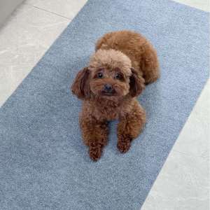 Repetitively Adhesive Anti-slip Absorbent Door Mat