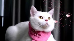 Pettosan ทรายแมวกลิ่นซากุระ 5 ลิตร (ยกกระสอบ 6ถุง)