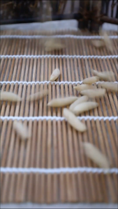 麦冬 100g 天然优质麦冬Ophiopogon Tuber Mai Dong 川麦冬 止咳 舒缓喉咙 滋阴润肺 Chinese Herbal
