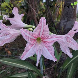 lerio flower 3 bulbs for planting binhi pantanim