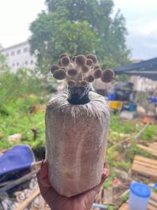 ก้อนเห็ดนางฟ้าภูฐาน 1 ชุดมี 3 ก้อน