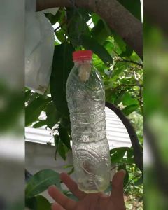 Petrogenol perangkap lalat buah bahan yellow trap Petrokimia Kayaku