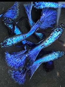 (Xả Trại) combo 10 tặng 2 bé cá 7 màu(2 koi đen shork +2 Rồng Tím +2 blue tarzan +2 Fulgoll + 2 Rồng Đỏ bds hm+2 đumbo big ear)trang trí hồ cá cảnhbắt theo cặp trống mái+tặng kèm thức ănbảo hành vận chuyển toàn Quốc