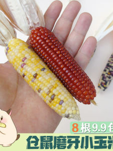 Hamster Teeth Grinding Corn Small Corn Grinding Stick Rabbit De-Stress Toy Snack Supplies Golden Retriever Food Wares