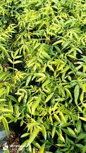 Hạt giống cây ăn trái cóc lùn Thái Lan ( 1 gói 5 hạt )