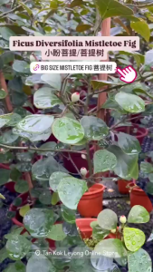 TKL - Ficus Diversifolia Mistletoe Fig 小盼菩提/菩提树