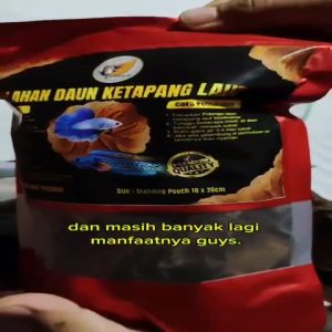DAUN KETAPANG LAUT SUDAH DI OLAH MELALUI PROSES FERMENTASI BAGUS BUAT IKAN CUPANG DAN CHANA