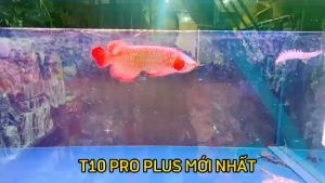 "Hoàn tiền đến 10%" Đèn T10 PRO PLUS - T10 AV Mới Nhất 4 Hàng Bóng Màu Đỏ Huyết - Màu Vàng Bối Kích Thước 90cm 110cm 140cm 170cm Đèn Bối Acrylic Cho Môi Trường Cá - Lazada