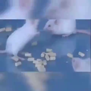 Japan Rat Poison Killer Mouse Repellent Fast-Acting Rat Bait 100% Effective Mouse Rat Repellent Dont Die in the Room 200x Stronger Than a Cat Effective Safety