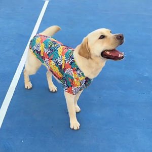 KP เสื้อผ้าสัตว์เลี้ยง Teddy Bichon Pomeranian Jarre Aero Bull Cat Dog Summer Thin Large Dog Pet Hawaiian Shirt