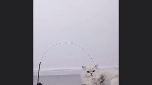 Đồ chơi cần câu Mèo có cốc hút 1 đầu tay ấn lực hút mạnh (mẫu mới) - Hara Pet Store