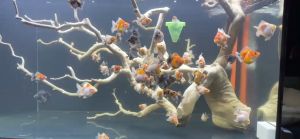 Thức Ăn Cá ShangHai Viên Nhỏ - Cám Cá Cảnh 500G/100G