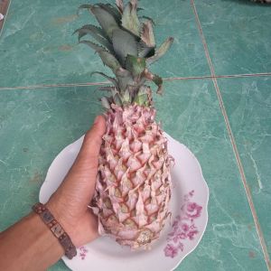 Buah Nanas Merah Segar 500 gram