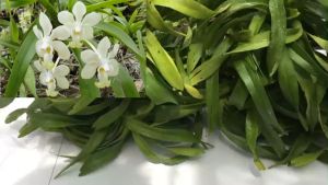 Lan rừng mỹ dung dạ hương hoa thơm cây lá xếp hướng lá chỉ thiên dễ chăm sóc