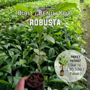 BIBIT KOPI ROBUSTA UNGGUL SIAP TANAM ISI 20 PCS