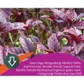 Daun Ungu Segar 10 Lembar Obat Wasir | Obat Ambeien Daun Handeuleum Obat Ambeyen. 