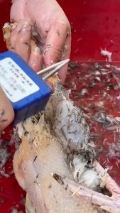 Electric Quick Chicken Plucker: A Handheld Efficient Turkey Bird Hair Remover