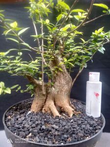 Bonsai anting putri prokar bahan prospek