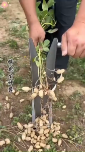 🌱 Dụng Cụ Tách Hạt Đậu Phộng – Lạc Tươi – Trồng Lạc Cho Bò Ăn Quá Tiện Lợi!