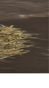 Rosemary Kering 1kg