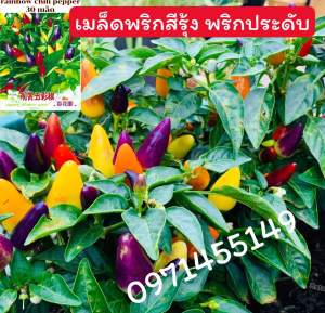 เมล็ดพริกประดับคละ คละสีต้นเตี้ยเมล็ดพันธุ์นำเข้า30เมล็ด🌶