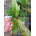 Duhat Grafted Giant fruit/Lomboy/ Giant Java Plum fruit hybrid tree Var. 