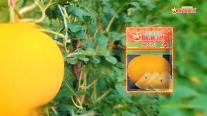 Benih Semangka INDEN 20 Gram Cap Bintang Asia PT Benih Citra Asia Warna Kuning Gelap Cocok Di Dataran Rendah Sampai Menengah