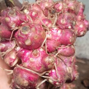 Bibit Benih Rimpang Umbi yakon Siap Semai