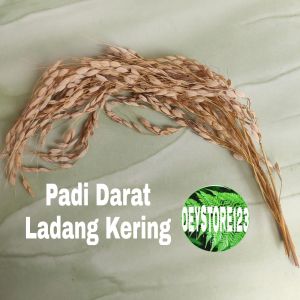 padi lokal ladang kering per ikat