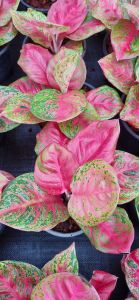สมบัติสยาม อโกลนีมา สมบัติสยาม Aglaonema sp. ‘Sombatsiam’ ส่งพร้อมกระถางดำ 6นิ้ว