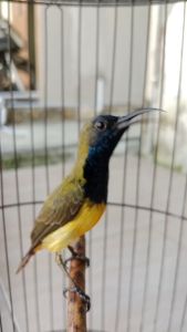 TERLARIS !! RAJA NECTAR PAKAN BURUNG MADU