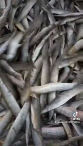 Khô Cá Chạch Đặc sản Nhân Sâm Dưới Nước -  ĐẶC SẢN MINH TRIẾT