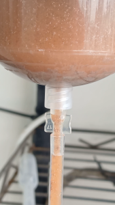 Micro Brine Shrimp by MAFTI BBS Artemia