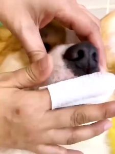 KIMHOME Pet Dental Care Cat Dog Earwax Tear Stain Sarung Jari Untuk Gosok Gigi Kucing Anjing 宠物牙刷手指刷狗狗猫咪一次性指套湿巾口腔清洁宠物洁牙指套 50PCS