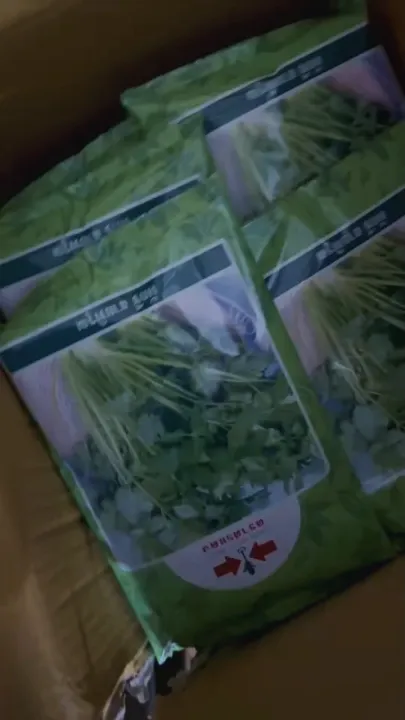 เมล็ดผักชีสายพิรุณ 300 กรัม ถุงใหญ่ งอกดี ปลูกง่าย