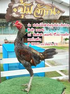 ไข่ไก่ชนมีเชื้อ เจ้าเทาจักริน พ่อพันธุ์ดาวรุ่งเร็วแม่นแรง(เตะเยอะตีไก่หักเร็ว) นำเข้ากับแม่พันธุ์หลักที่จ่ายลูกมีผลงานทั้งหมดครับ