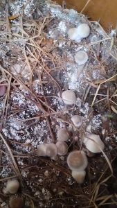 เชื้อเห็ดฟาง 4 ถุง ผสมอาหารเสริม แป้งข้าวเหนียว รำอ่อน เชื้อเดินดีแล้ว พร้อมเพาะลงแปลงและตระกร้า แถมฟรี จุลินทรีย์หน่อกล้วยสำหรับแช่ฟางข้าว