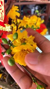 Đất trồng mai SFARM công thức chuyên biệt dành riêng cho mai - Bao 20dm3