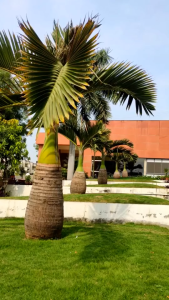 Champagne Palm live tree