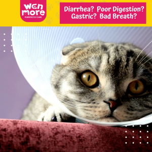 WAN MORE Probiotic Soft Chew For Cat and Dog Promote Better Digestion