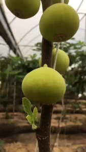 ต้นมะเดื่อฝรั่งไวท์อิสราเอล กระถาง12นิ้วแบบติดผล