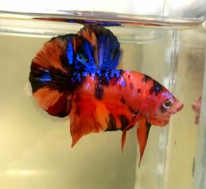 Candy Galaxy Halfmoon Plakat HMPK Betta Fish / Ikan Laga/ 斗鱼 (Not random fish）17