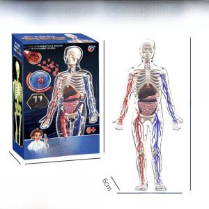 Mô Hình Xương Cơ Thể Mô Phỏng Nội Tạng Mắt Cháy Rời Đồ Chơi Giáo Dục Tăng Cường Trí Thông Minh Cho Trẻ Em Từ 6 Tuổi Trở Lên