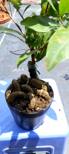 Mai Cúc Hoa Hồng Thanh Tú Quấn Rễ Hình Rắn - Dáng Cây Độc Lạ Hoa Đẹp Nhiều Cánh Trang Trí Nhà Cửa Sân Vườn Văn Phòng